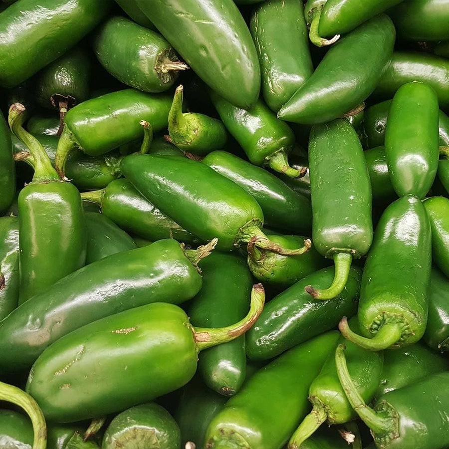 Farmers Market jalapeño plant grown from seeds with thick-walled, mildly spicy green fruits