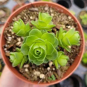 Greenovia mountain rose (Greenovia dodrantalis) for planting in succulent garden
