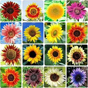 Sunflower Helianthus annuus variety mix flower seeds for planting in home garden or open landscapes - for planting in home garden