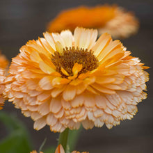 Rosa Surprise Seeds (Calendula officinalis) for seasonal color across the Herbal Cut Flower Garden