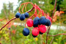 Nannyberry Seeds (Viburnum lentago) for long-term planting in the edible and wildlife-friendly gardens