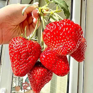 Super Large Strawberry seeds for giant berries
