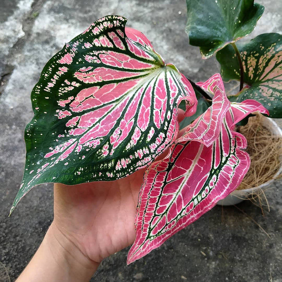 Thailand Caladium seeds for indoor air-purifying and garden bonsai
