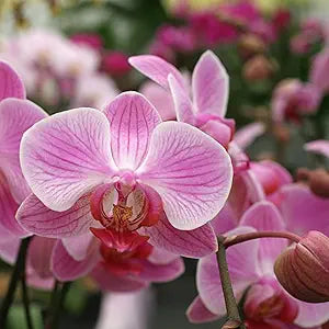 Pink Cymbidium orchid seeds for home garden planting