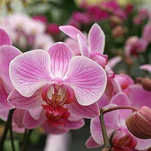 Pink Cymbidium orchid seeds for home garden planting