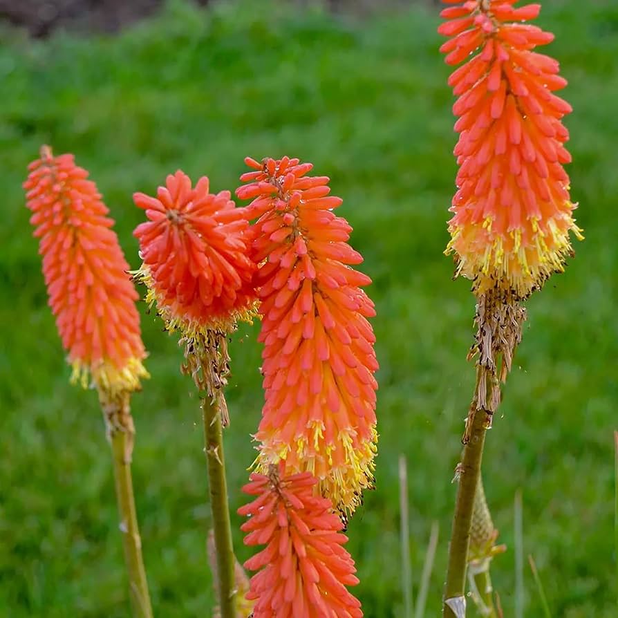 Red Hot Poker Kniphofia uvaria for planting in xeriscape garden