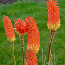 Red Hot Poker Kniphofia uvaria for planting in xeriscape garden