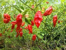Chile Pepper Seeds (Capsicum chinense) for growers stocking the Naglah Variety in Kitchen Garden