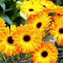 Gerbera Gerbera Jamesonii Seeds for seasonal color across the Indoor Outdoor Garden Displays