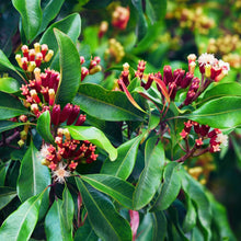 Light Purple Syzygium Aromaticum Seeds valued for bonsai