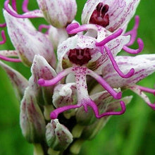 Organic Orchid Seeds for long-term planting in the yard
