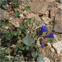 Canterbury Bell Heirloom Blue Seeds for seasonal color across the Garden