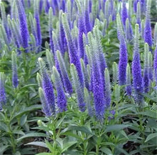 Speedwell Seeds (Veronica spicata) for seasonal color across the Flower Borders