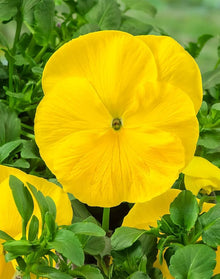 Gold Pansy Seeds (Viola tricolor) for seasonal color across the flower bed