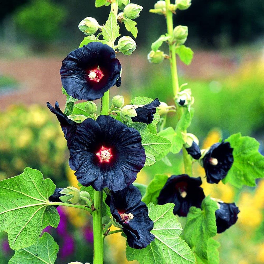 Hollyhock Flower Alcea rosea for planting in urban garden or home garden