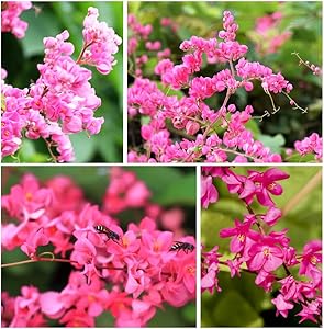 Antigonon Leptopus for planting in garden