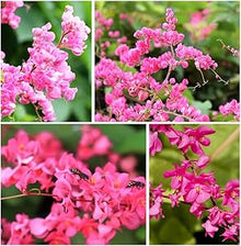 Antigonon Leptopus for planting in garden
