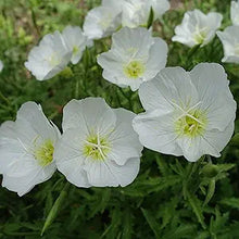 Primrose Oenothera Biennis Evening Seeds known for cottage Evening Displays