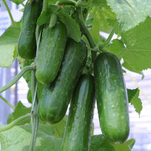 Straight Eight Cucumber Seeds for home growers seeking a reliable harvest