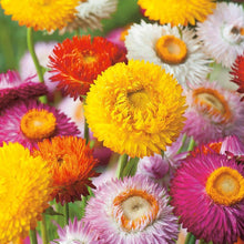 Helichrysum Bracteatum Strawflower Mixed Seeds for a colorful addition to any planting