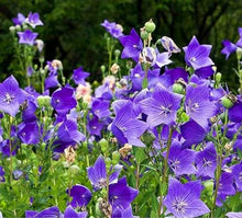Balloon Flower Platycodon Grandiflorus Seeds for growers filling out the Herb Garden