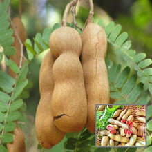 Orchid Tamarind Tamarindus Indica Tree Seeds for long-term planting in the yard