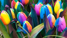 Rainbow Tulip Seeds for colorful blooms in the Dazzling Spring Gardens
