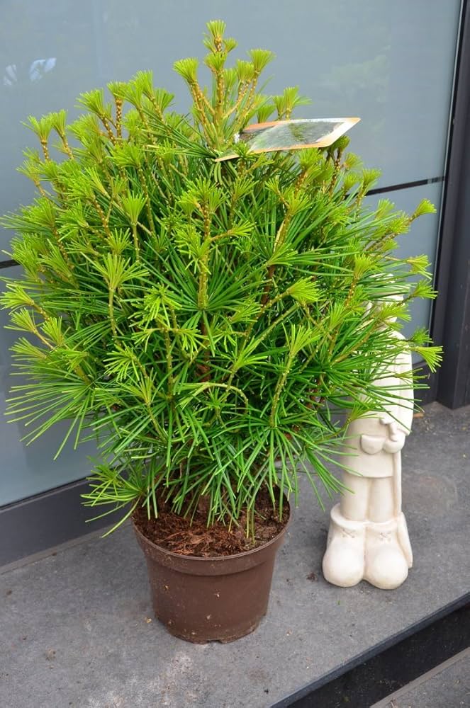 Japanese Pine – Sciadopitys verticillata – for ornamental planting