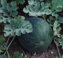 Sugar Baby Anguria Watermelon Seeds for small home garden planting