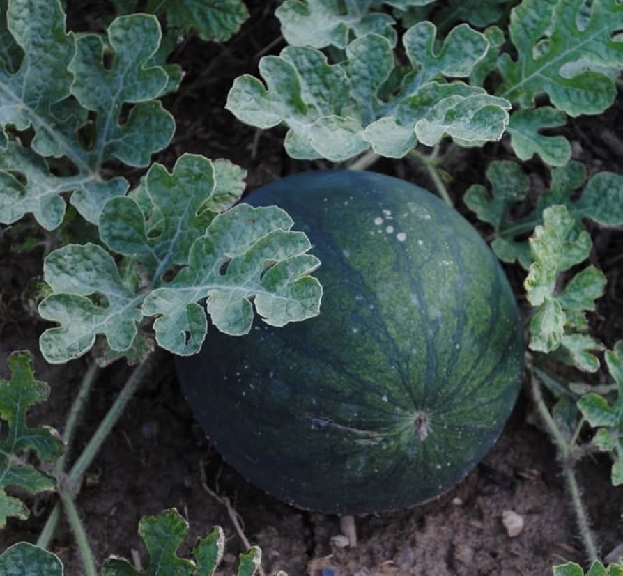 Sugar Baby Anguria Watermelon Seeds for small home garden planting