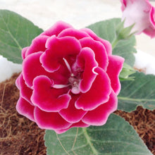 Gloxinia Seeds (Sinningia speciosa) for colorful blooms in the Flower Bed & Home Garden