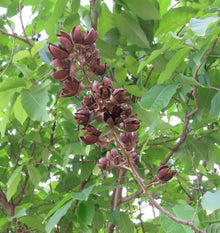 Crepe Myrtle Lagerstroemia Indica Tree Seeds for a lasting addition to the landscape