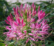 Giant Rose Queen Cleome Seeds known for large, Vibrant Blooms