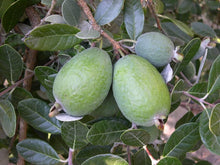 Dwarf Pineapple Strawberry Guava Seeds (Psidium littorale) for growers planting the Urban Garden