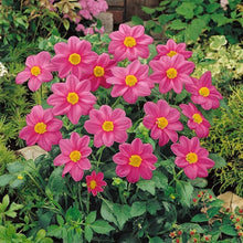 Improved Mignon Mix Seeds for colorful blooms in the home garden flower bed
