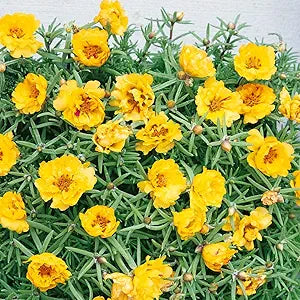 Moss Rose Portulaca Grandiflora Yellow Flower Seeds for Planting – Drought-Tolerant Ground Cover for Sunny Garden Areas