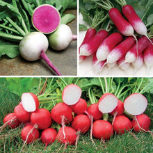 Gourmet Blend Radish Seeds (Raphanus sativus) for a reliable harvest in the kitchen garden and quick harvest planting