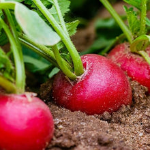 Radish Raphanus Sativus Ravanello Red Seeds for a fresh homegrown crop from the Backyard Gardens