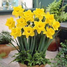Daffodil Seeds known for home Bonsai Decoration