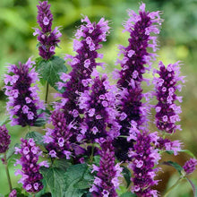 Hyssop Seeds for a lasting display in the Medicinal Herb Garden