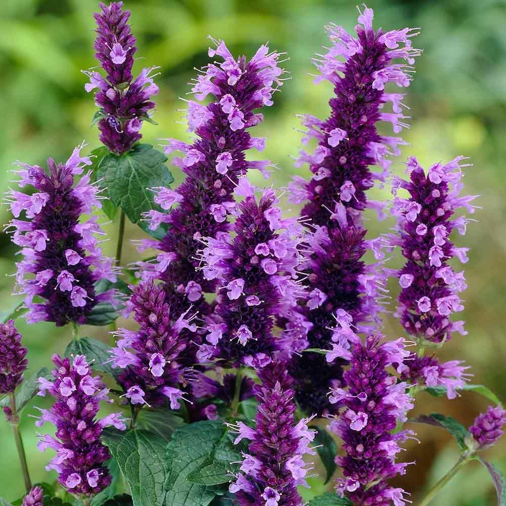 Organic Anisysop seeds