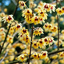 Chimonanthus Praecox Seeds (Chimonanthus praecox) for a lasting display in the Garden