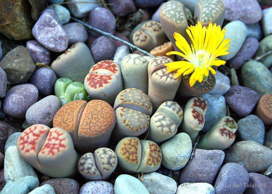 Light Purple Lithops Hookeri v. Elephina C Rare Living Seeds for reliable seasonal color