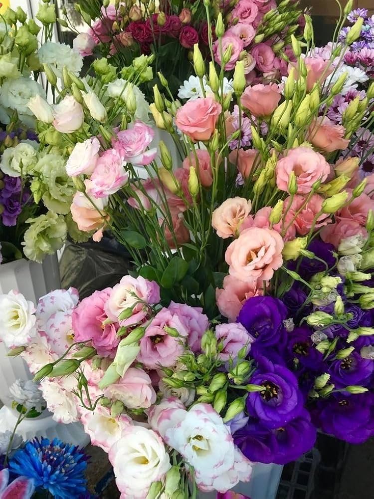Pink Lisianthus flower seeds for bonsai or planter gardening