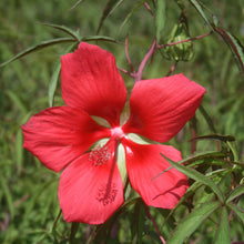 Red Giant Texas Star Hibiscus Seeds for seasonal color across the home garden flower bed