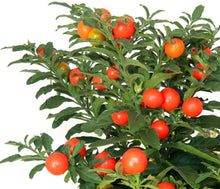 Jerusalem Kirschsamen Solanum Pseudocapsicum Zier Seeds for gardeners building out beds and borders