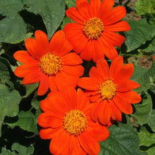 Mexican Red Sunflower Seeds (Tithonia rotundifolia) for seasonal color across the pollinator patch wild garden