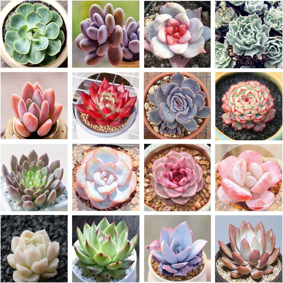 Succulent Black Prince Mixed Variety Flower - for planting in home garden