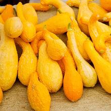 First Pumpkin Seeds (Cucurbita pepo) for growers stocking a kitchen garden