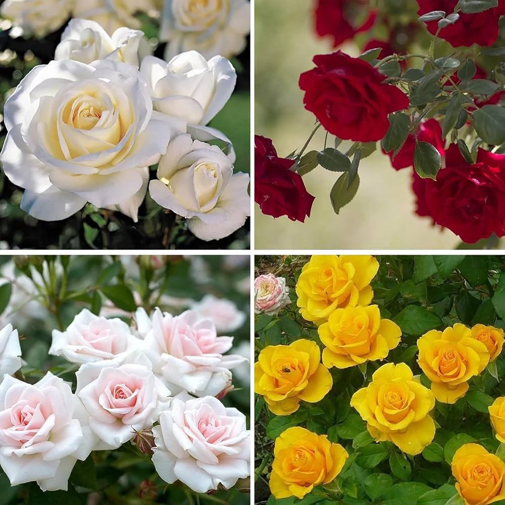 Rose Rosa spp. Seeds for planting in flower bed